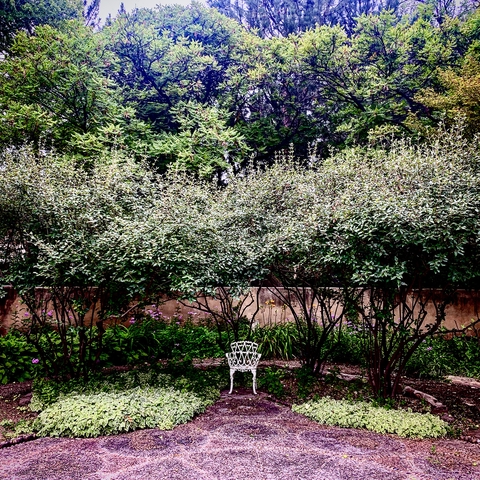 Garden Chair: Los Pablanos, New Mexico by Lawrence Bridges