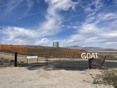 Goats by Lawrence Bridges