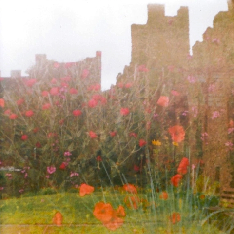 Flowers on Castle Castiglion (Fiorentino, Italy) by Michael C. Roberts